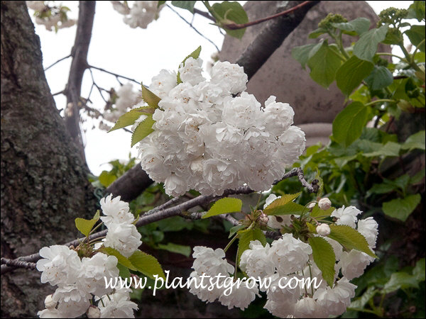 Sweet Cherry (Prunus avium Plena)
Tight clusters of double white flowers (end of April)